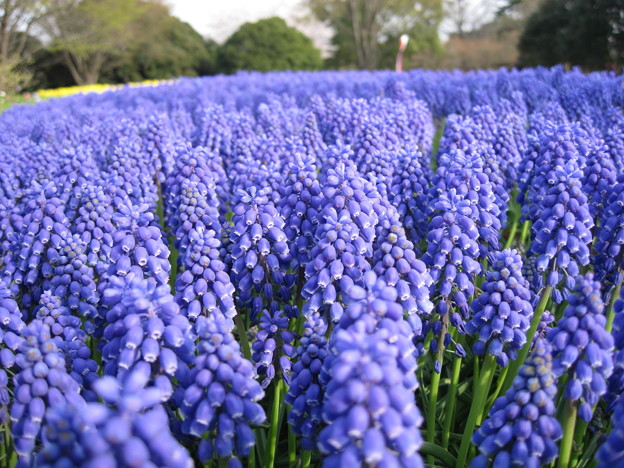写真: 昭和記念公園の花