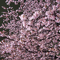写真: 雪の晩の大寒桜