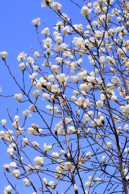 写真: 卒業の庭に咲く白い花いっぱい