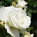 写真: バラ（薔薇）F　ホワイト・アロー