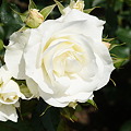 写真: バラ（薔薇）F　ホワイト・アロー