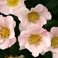 写真: バラ（薔薇）S　ビンゴ・メイディランド