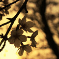 写真: 逆光の桜