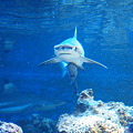 写真: サメのボディーガード
