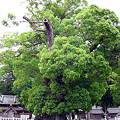 写真: Sacred Tree at Owase Jinja, Owase