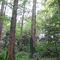 写真: Bald Cypress trees at Shinjuku Imperial Garden
