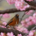 写真: 桜サプライズ〜♪