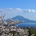 写真: 桜と桜島♪