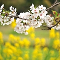 写真: 桜と菜の花♪