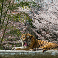 写真: 春うらら〜桜タイガー〜