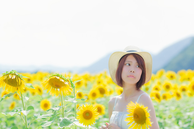 写真: 向日葵