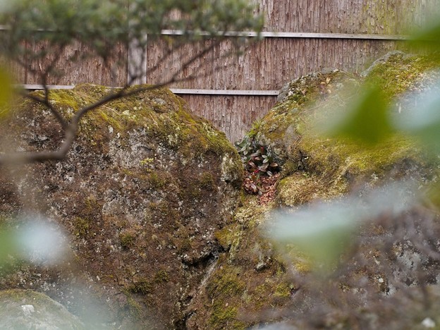 写真: 岩の間に藪柑子