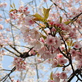 桜満開…１
