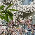 桜満開…１