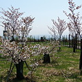 写真: 比布大雪PA の千島桜