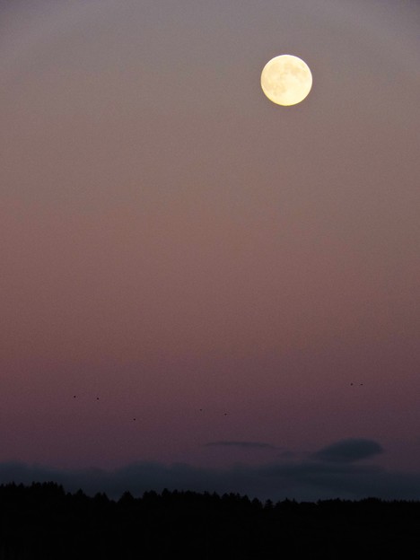 写真: 中秋の満月