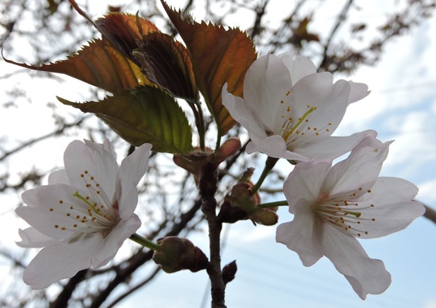 写真: 桜咲いた-3