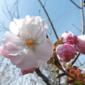 写真: 八重桜-2