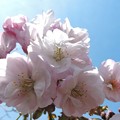 写真: 八重桜-3
