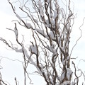 写真: 冬の樹木-3