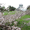 サロベツ展望台の千島桜-1
