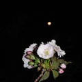 写真: 北の桜と今日の月