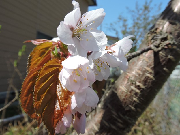 写真: 蝦夷山桜