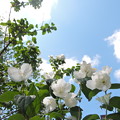写真: 青空と白花