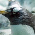 写真: ジェンツーペンギン＠海遊館