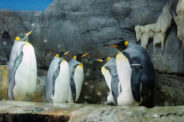写真: キングペンギン＠海遊館