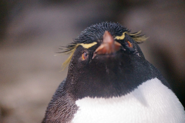 写真: イワトビペンギン＠海遊館 #3