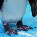 写真: ケープペンギンの足＠ペンギンのいるBAR