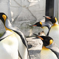 Photos: 旭山動物園　キングペンギン