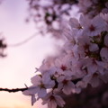 写真: 宵桜