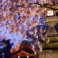 写真: 雨に降られ、宵桜