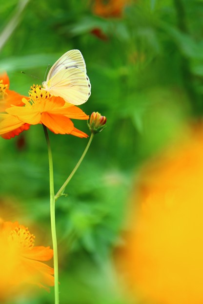 Photos: キバナコスモスと白い蝶