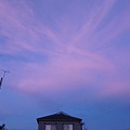 写真: 8.29 夕暮れの鳥雲