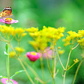 写真: 百日草と蝶