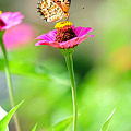 写真: 百日草と蝶