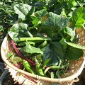 写真: 収穫野菜10