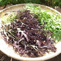 写真: 紫水菜３