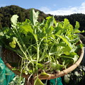 写真: 収穫野菜６
