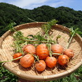 写真: 収穫野菜３
