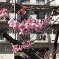 写真: 桜が満開