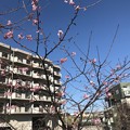 写真: 桜咲く？
