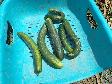 写真: 収穫野菜１（縮小）