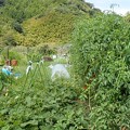 写真: 葉山野菜畑４（縮小）