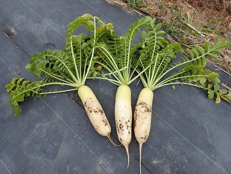 写真: 収穫野菜