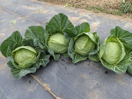 写真: 収穫野菜４（縮小）