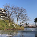 写真: 高田公園の桜
